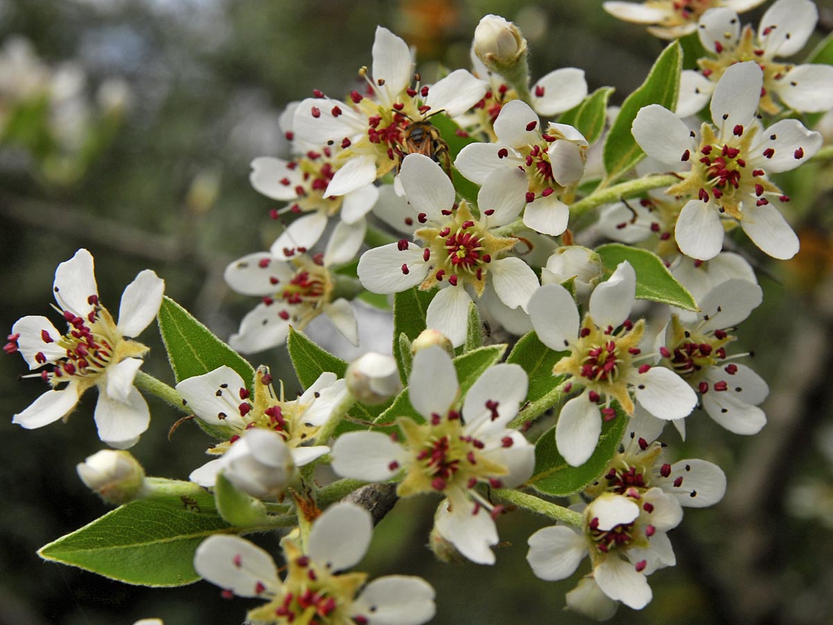 Pyrus amygdaliformis